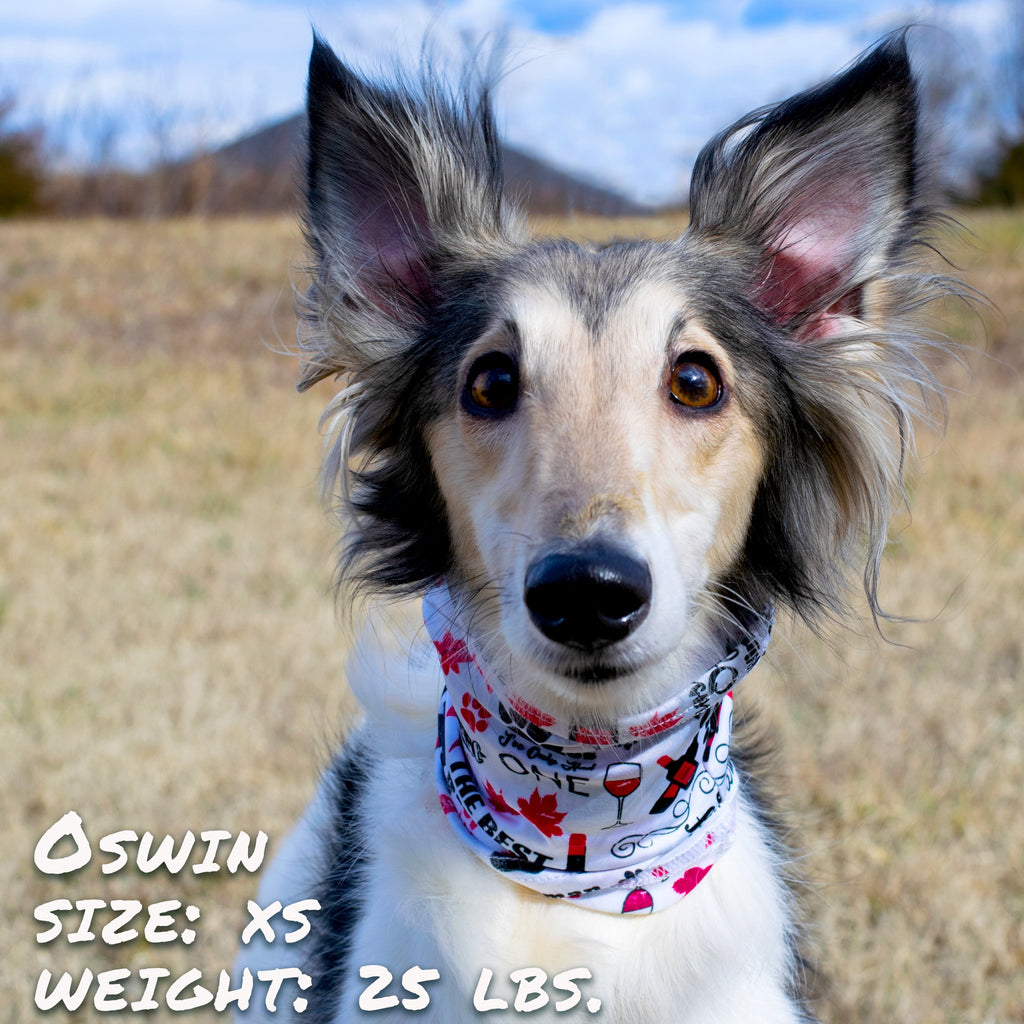 Scodinzola e si fa la barba da cucciolo